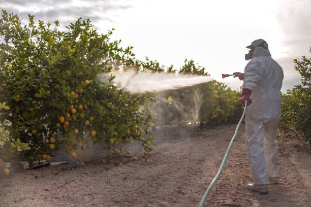 Best Bed Bug Extermination  in Cibecue, AZ