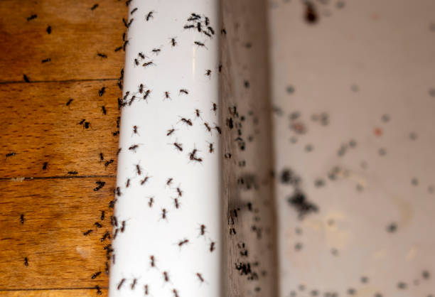 Professional Pest Control in Cibecue, AZ