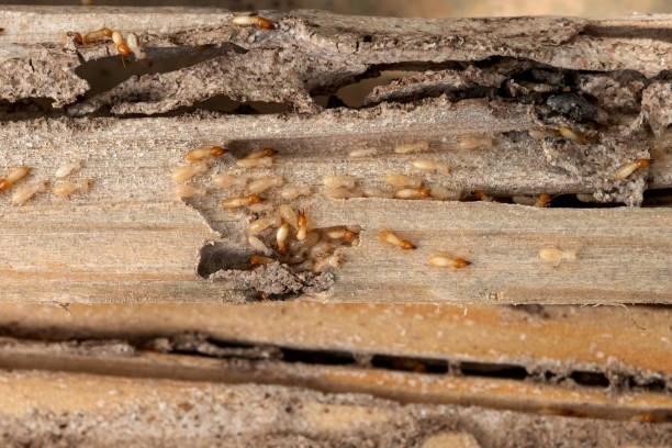 Best Flea Control Services  in Cibecue, AZ