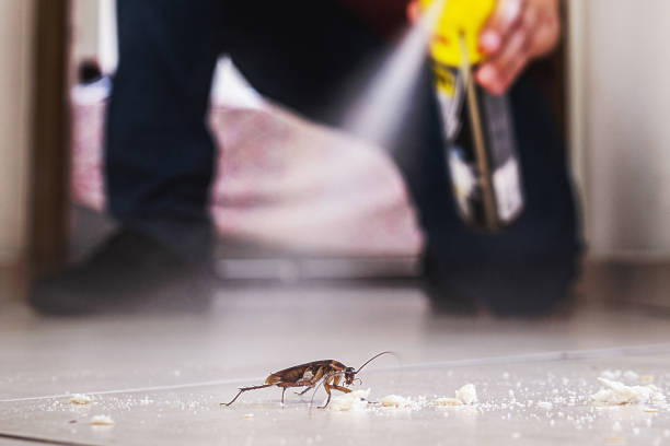 Best Affordable Pest Control Services  in Cibecue, AZ